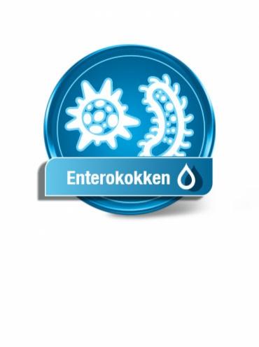 Enterokokken