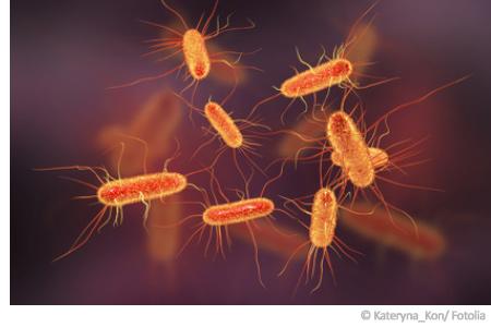 Kolibakterien im Trinkwasser – gefährliche Darmerreger 