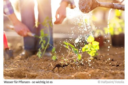 Wasser für Pflanzen - so wichtig ist es Wasser für Pflanzen - so wichtig ist es