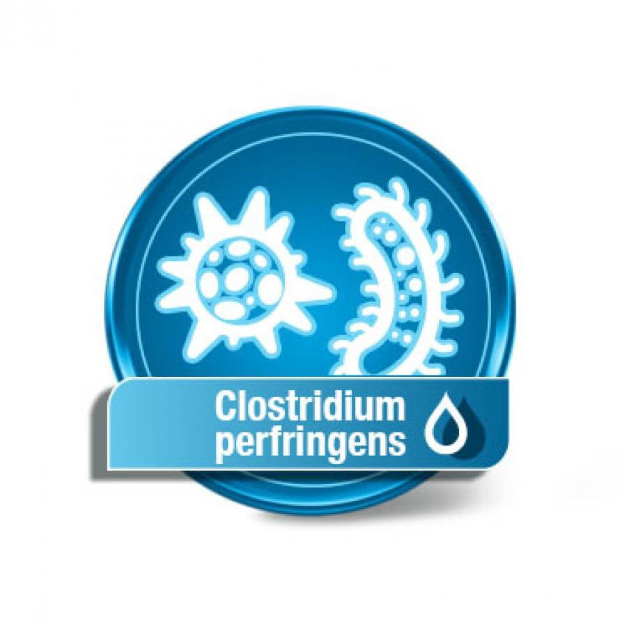 Clostridium perfringens Clostridium perfringens