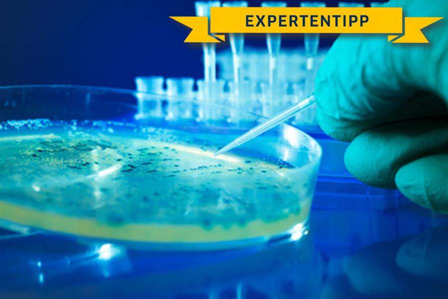 Pseudomonas aeruginosa im Leitungswasser