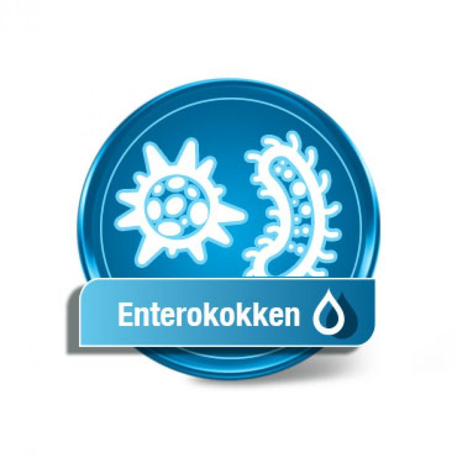 Enterokokken Enterokokken