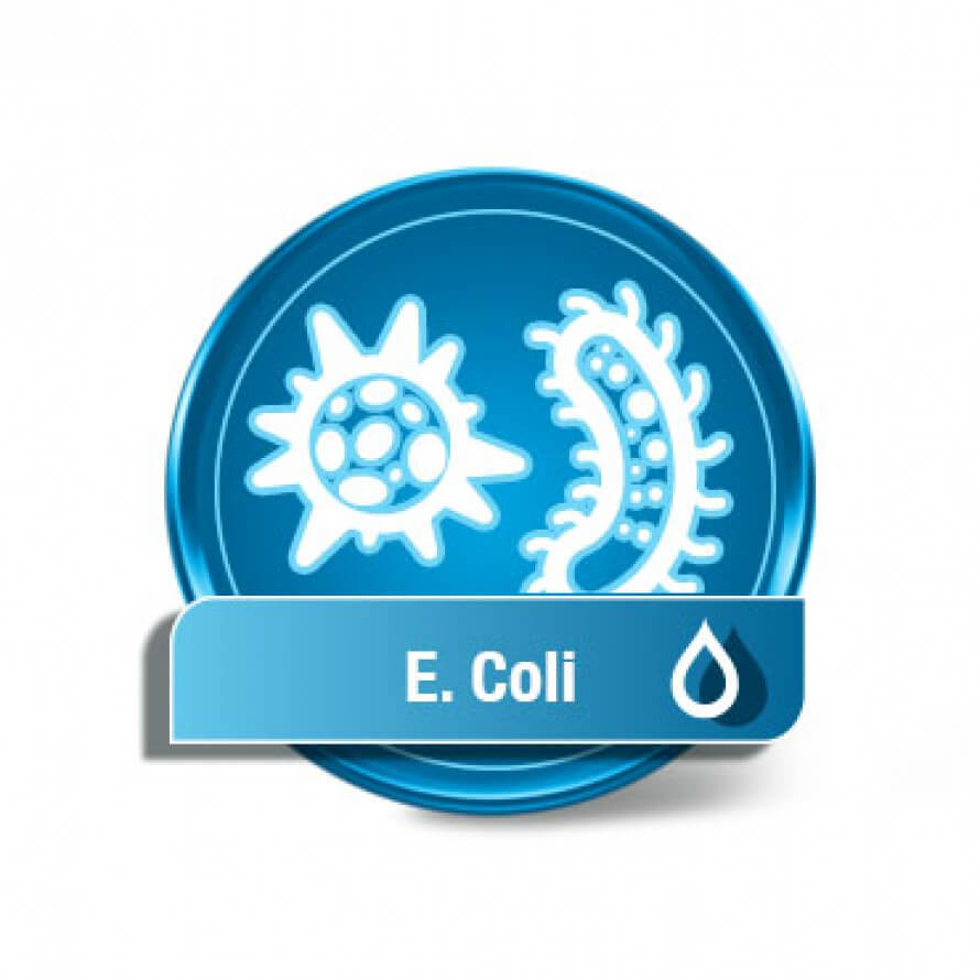 E. coli E. coli